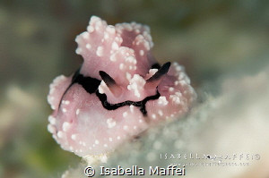 "MARSHMALLOW" by Isabella Maffei 